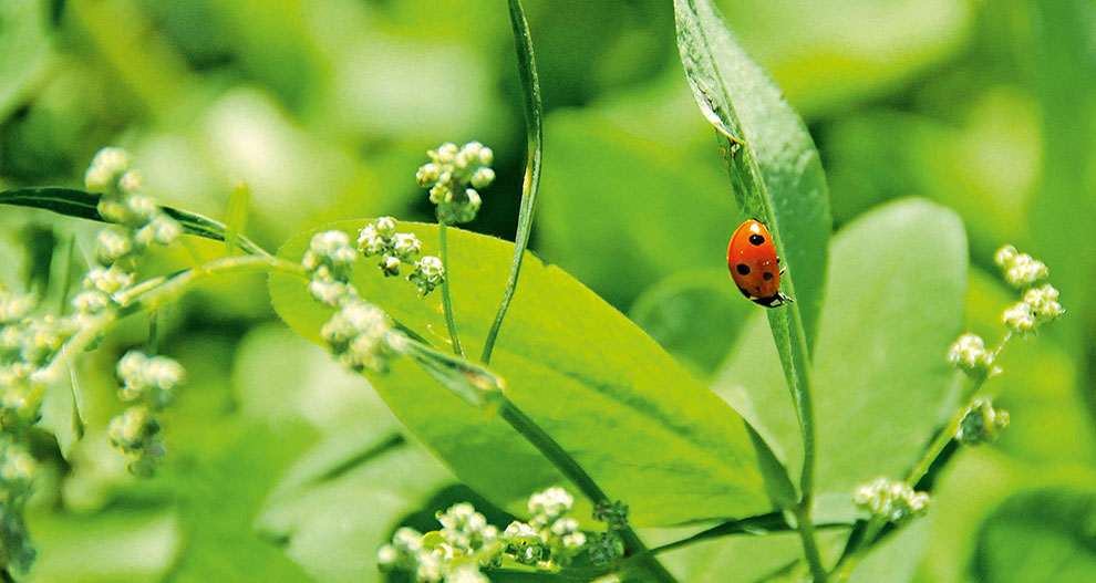 Une coccinelle est perchée sur une feuille au milieu d'un feuillage vert et de petites fleurs blanches.
